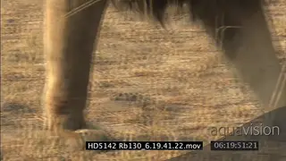 CU on male Cecil lion paws as he limps across