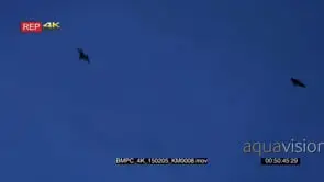 Sunset at kalong island komodo Indonesia with fruit bats sunda flying from the island