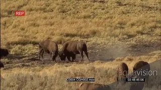 A pair of bison fighting WS
