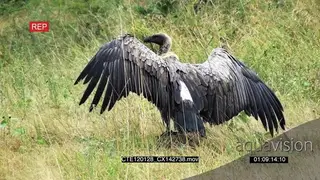 Cape Vulture standing on bushveld opening and closing wings MLS