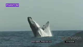 Humpback whale breach WS PROFILE GOOD LIGHT