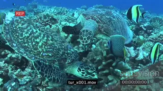 Hawksbill Sea Turtles (2) feeding on corals surrounded by Moorish Idols and Butterfly.