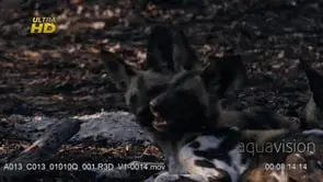 Two young African Wild Dog pubs laying down, playing.