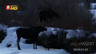 General behaviour of a herd of adult Moose standing in snow and feeding on tree/grass.