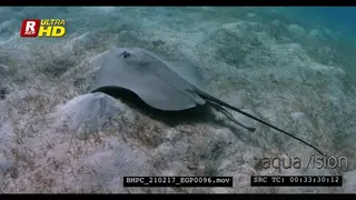 A Close Up shot of a Black Spotted Ray and a Remora hunting.