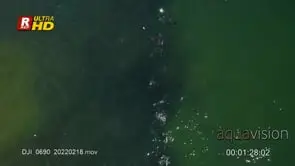 Sardine Run shoal gather, swimming, travelling.