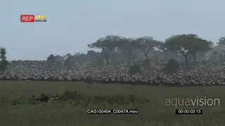 Large herd of Blue Wildebeests running grazing and walking in the savannah XWS HAND