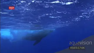 Humpback whale calf swimming by the topside UW