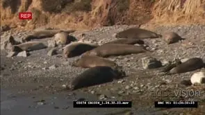 Elephant seal bulls fighting in shallow ocean, waves crashing over them MWS
