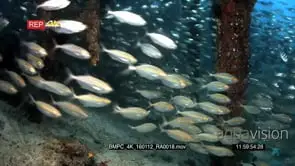 Huge school of scissor-Tailed fusilier, Caerulaurea and shining silver shrimp scad.