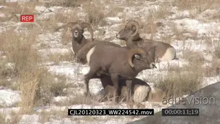 Bighorn Sheep herd on snowy prairie while herd is laying down, mating behaviour LS PAN