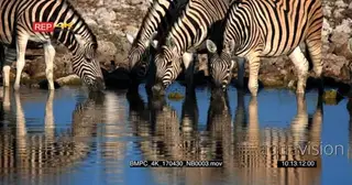 Zebra Dazzle drinking water