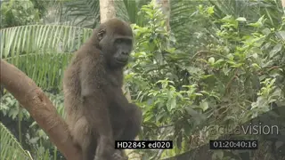 Gorilla standing on a tree branch against leafy green background beating chest MS PAN
