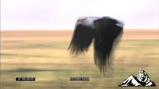 African Fish Eagle flying hunting catching MS PAN