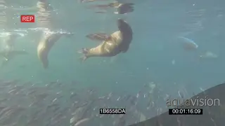 Cape Fur seals Common Dolphins feeding off Sardine baitball underwater UNDERWATER HANDHELD