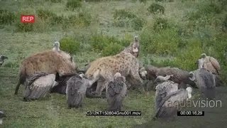 [2] Spotted Hyenas Feeding on a Wildebeest Carcass and chasing away a Flock of Vultures.