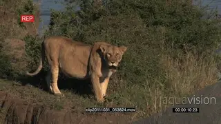 African Lion walking on bushveld looking around and Hooded Vultures standing in.