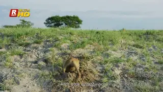 Meerkat or Suricate standing on hind legs,on guard.