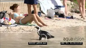 African Penguins on Boulders beach, between bathers and beachgoers
