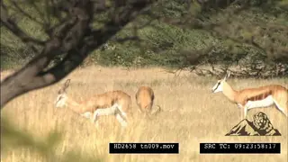 Springbok herd graze, pronk, chase each other