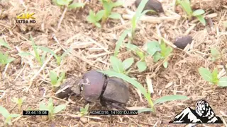 Dung beetles feeding in dung, creating dung balls MCU PAN ZOOM MS FOCUS PULL
