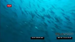 Large school of Tuna GENERAL BEHAVIOUR