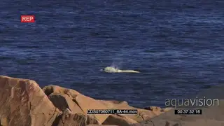 Zoom in Polar bear swimming in ocean shaking head boulders in FG