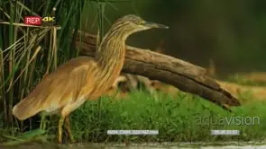 Squacco heron standing in water
