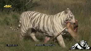 Tiger carrying Impala carcass walking out of shot GREEN LS PAN