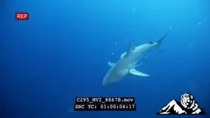 Blacktip Shark Swimming, Searching for food