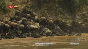 Wildebeest herd swimming across the mara river