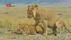 Lion courtship, lioness approaches male lion then walks off