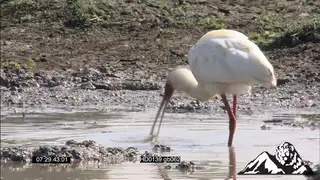 Spoonbill catches catfish and try to swallow it wit sacred ibis fishing on the side WS MC.