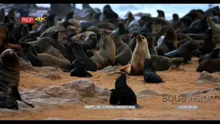 Cape fur seal moms and babies in the cape fur seal colony nursery