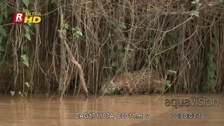 Jaguar searching for prey while wading through the river