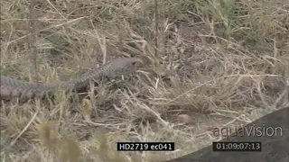 Mozambique Spitting Cobra crawling through grass MS PAN