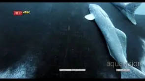 CU shot from above of a Tagged Giant manta ray that is heavily laden with remora remora's.