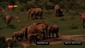 African Elephant Herd Drinking from the Water Hole WS