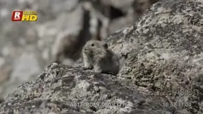 Pika running off frame, DAY; MCU.