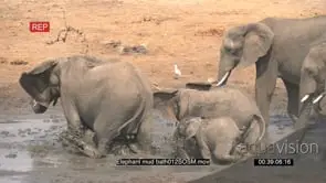 African Elephant family mud bathing SLOW MO