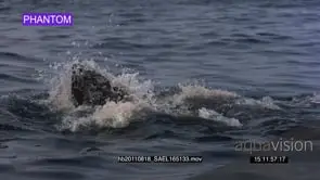 SLOW Great White feeding on Seal