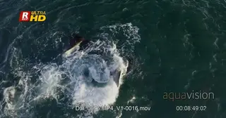 Two Southern Right Whales mating, courtship behaviour,V shaped blow and lobtailing.