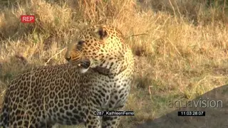 Leopard standing on the grass looking around the field Alert AmCam WS GREEN