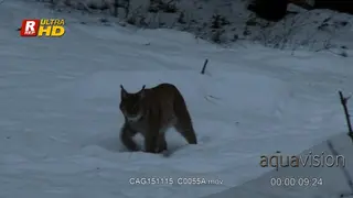 Eurasian Lynx scouting, walking on snow in forest while hunting.