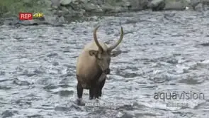 Male Elk standing and moving inside river MLS