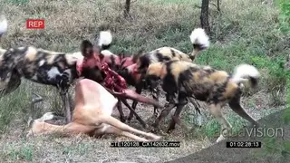 Wild Dogs feeding on a dead Impala on bushveld LS