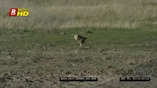 Burrowing owl standing, searching/ foraging for flying insects and guarding territory.
