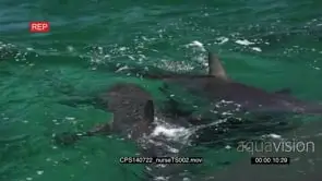 Nurse Sharks swimming in circles in ocean out of the blue HA MLS HAND SLOWMO