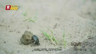Dung Beetle rolling the dung ball with its hind legs outdoor during daytime.