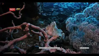 Close up shot of a white leaf scorpionfish looking at the cloud of glassfishes getting.